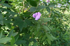 Vigna vexillata